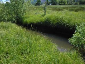Riparian Recovery near mid-project