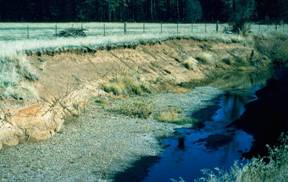 Gully prior to restoration