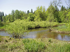  willow growth and floodplain recovery.